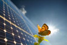 butterfly on solar panels