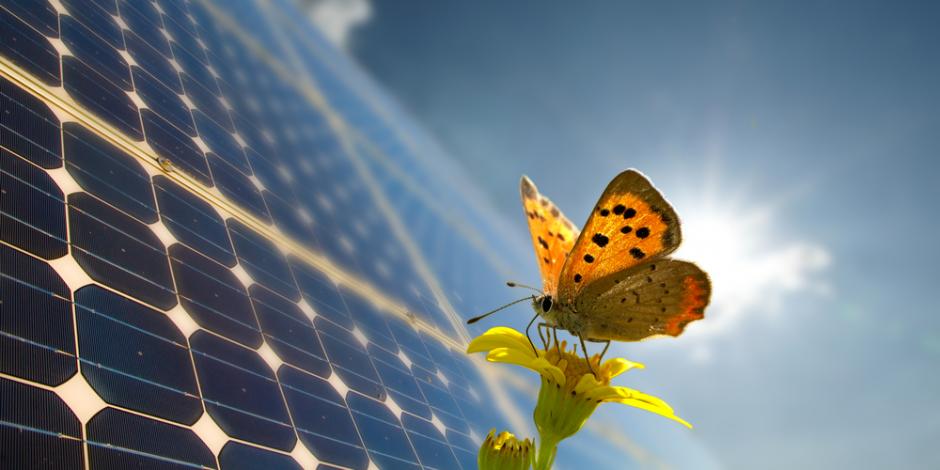 butterfly on solar panels